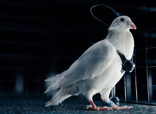 네이리 그룹 홈페이지의 비둘기 드론 이미지. 2026.02.05