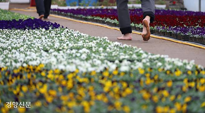 5일 경기 안양시 동안구 비산3동 꽃양묘장 비닐하우스 안에서 시민들이 맨발로 흙길을 걷고 있다.