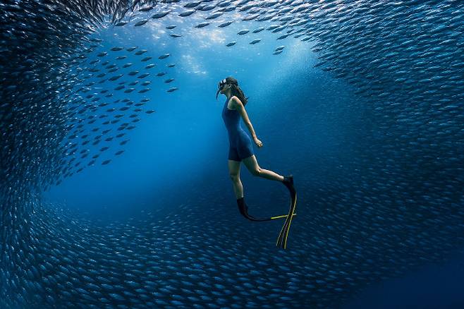 수백만 마리의 정어리 떼가 구름처럼 움직이는 모알보알의 ‘사딘런’ (사진=스타일투어)