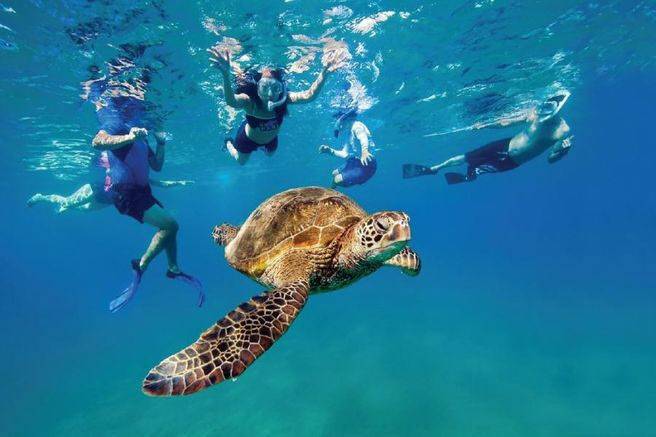 모알보알에서 거북이와 수영하는 관광객들 (사진=스타일투어)