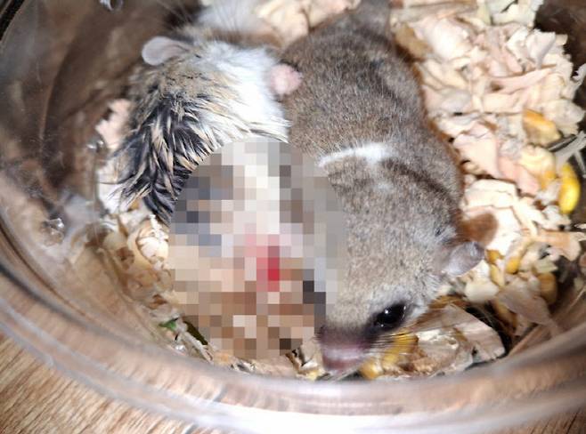 A씨의 강제 합사로 인해 동족 포식이 일어난 모습. 해당 사진은 A씨가 네이버 카페에 올린 것으로 A씨는 "정글리안이 한곳만 물고 있다"고 적기도 했다. (사진=동물자유연대 제공)