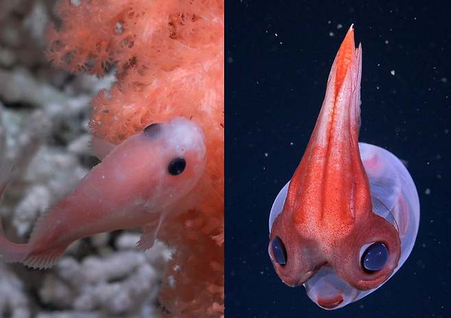 네프테이드연산호 근처에서 헤엄치는 달팽이물고기와 유리 오징어. 사진=슈미트 해양연구소
