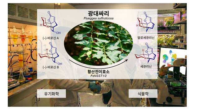 우리나라 자생식물 광대싸리에서 항암 효과로 알려진 ‘세큐리닌’의 생성 과정을 AI로 그린 이미지. KAIST 제공.