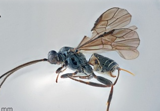 제주에서 발견된 미기록종 엉터리 고치벌(국립수목원)