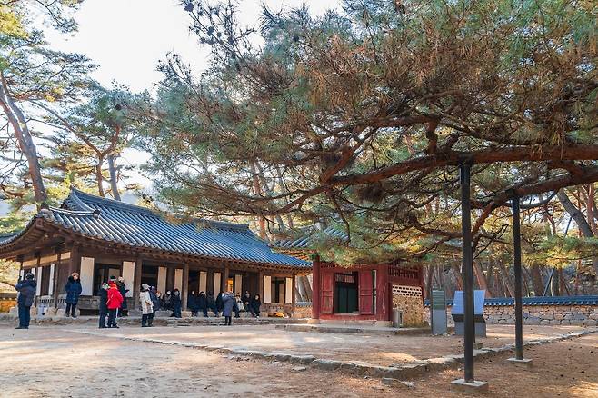 청령포 숲 안쪽에 단종이 머문 어소가 재현돼 있다. 본채와 단묘유지비를 향해 절을 올리는 듯 몸을 낮춘 소나무는 일명 ‘엄흥도 소나무’로 불린다. 엄흥도는 단종의 시신을 수습한 충절의 상징이다.