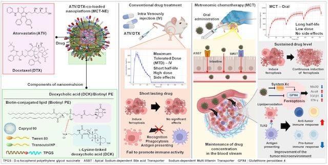 [서울=뉴시스] '리간드 지향성 경구 지질 나노 플랫폼' 연구 모식도. (사진=경희대 제공) 2026.02.06. photo@newsis.com *재판매 및 DB 금지