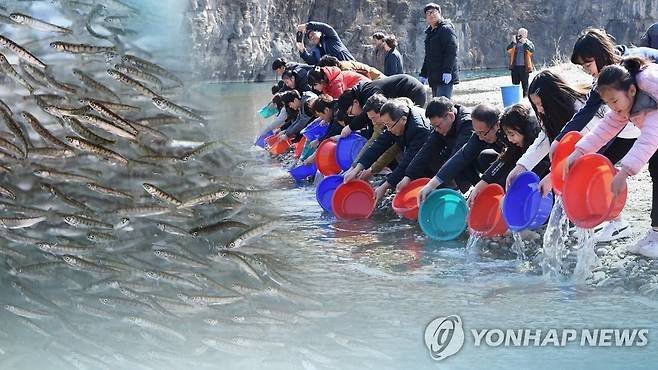 연어 방류 (CG) [연합뉴스TV 제공]