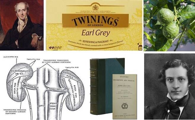 왼쪽 위 부터 시계방향으로 챨스 그레이 2세 백작(위키피디아), 트와이닝사의 얼그레이, 베르가못(Bergamot), 외과의사 헨리 그레이(위키피디아), 그레이해부학 제1판(Burnside Rare Books)과 책 속 그림. 사진=유영현 제공