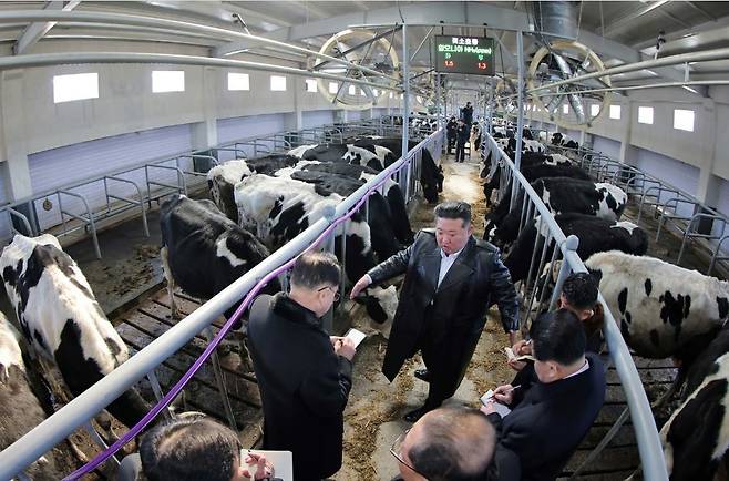 젖소 축사에 들어간 김정은이 목장 현대화를 위한 ‘강령적 지침’을 하달하고 있다. 뼈가 앙상한 주변 젖소들은 정신없이 사료를 먹고 있다. 노동신문 뉴스1