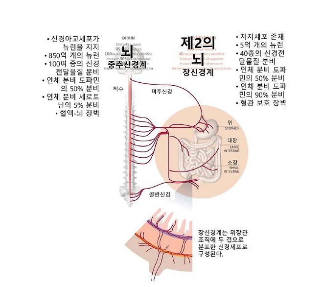 왜 배가 고프면 화가 날까? 복부 두뇌 이야기 [안철