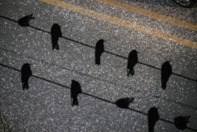 28일 김해 부원동에 떼까마귀들이 앉아있는 도로 밑으로 아스팔트가 흰 분변으로 가득 덮여있다. 김해=최주연 기자