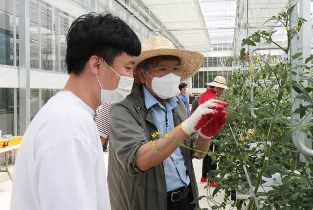 ▲ 2021년 푸르메소셜팜이 방울토마토 재배를 시작하자 황보태조 선생님은 한걸음에 달려와 조언을 아끼지 않았다. ⓒ푸르메재단