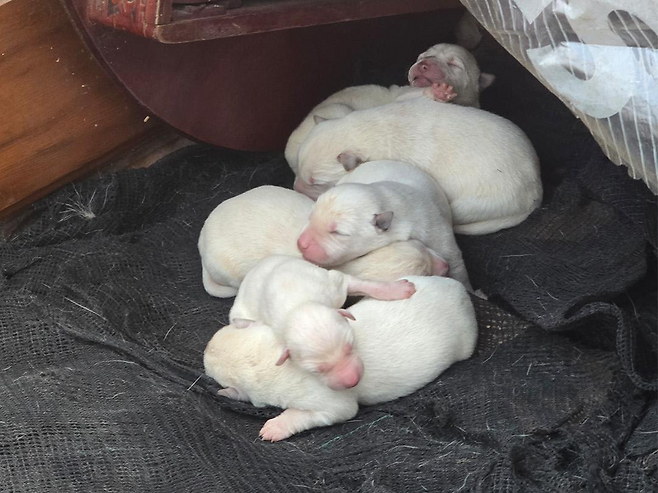 구조 당시 6남매. 동물자유연대 제공