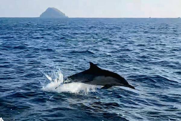 통영 홍도 해상에서 헤엄치고 있는 참돌고래. / 한려해상국립공원동부사무소