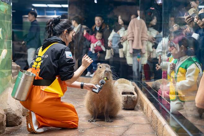 카피바라의 오물오물 먹방 시간(롯데월드 제공)