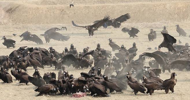지난 5일 오전 경기 파주시 장산리 독수리식당에서 독수리들이 식사를 하기 위해 먹이쪽으로 날아오고 있다. 백소아 기자 thanks@hani.co.kr