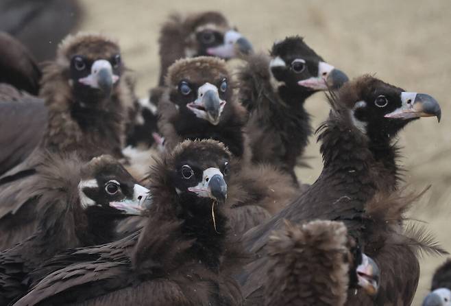 지난 5일 오전 경기 파주시 장산리 독수리식당에서 독수리들이 식사시간을 기다리고 있다. 백소아 기자 thanks@hani.co.kr
