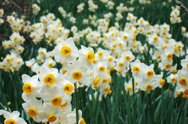 1,2월에 만발하는 제주 한림공원 수선화