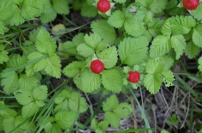 [봉화=뉴시스] 뱀딸기 (사진=한국수목원정원관리원 제공) 2026.02.09. photo@newsis.com *재판매 및 DB 금지