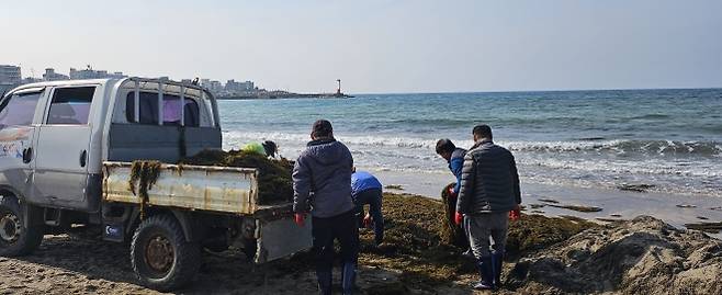5일 이호동 바다환경지킴이들이 이호테우해수욕장에서 전날 해변에 밀려든 괭생이모자반을 하루종일 수거하고 있다. 제주 강동삼 기자