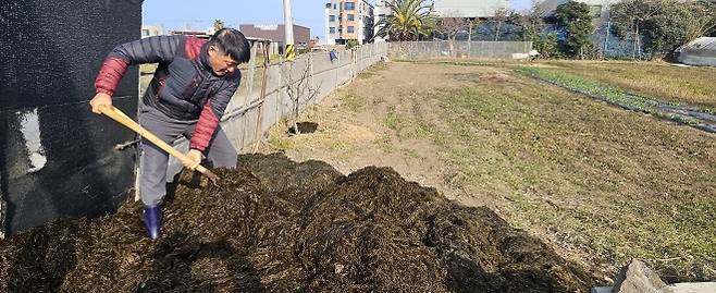 이호동 주민 김희철씨가 수거한 괭생이모자반을 지원받아 밭에 거름으로 활용할 준비를 하고 있다. 제주 강동삼 기자