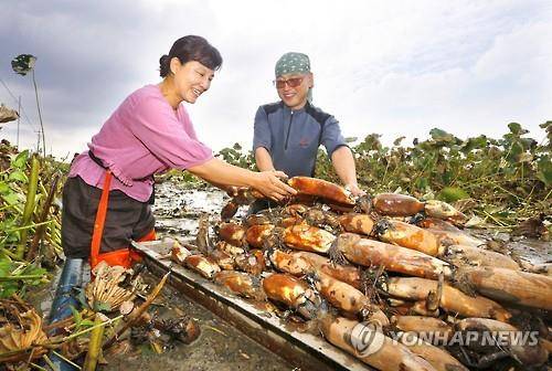 연근 수확 [연합뉴스 자료사진]