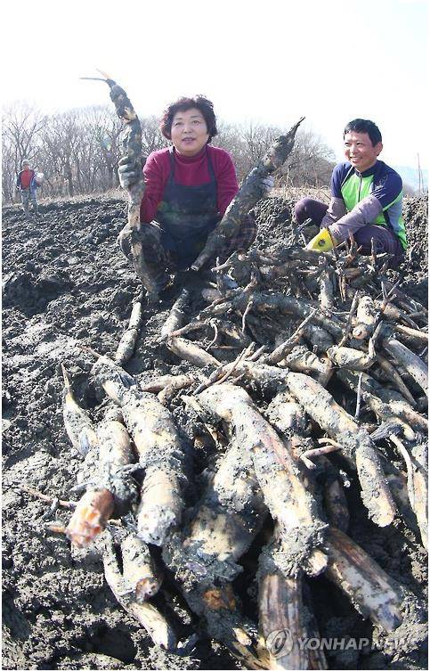 진흙 속 연근 [연합뉴스 자료사진]