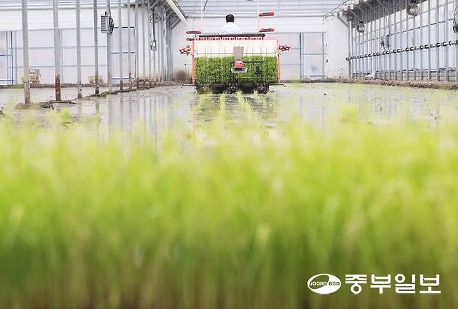 10일 오후 이천시 호법면 안평리 비닐하우스 논에서 열린 '임금님표 이천 쌀 첫 모내기 행사'에서 관계자가 이앙기로 모를 심고 있다. 김경민기자