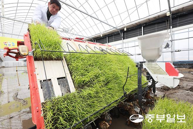 10일 오후 이천시 호법면 안평리 비닐하우스 논에서 열린 '임금님표 이천 쌀 첫 모내기 행사'에서 관계자가 모판을 옮기고 있다. 김경민기자