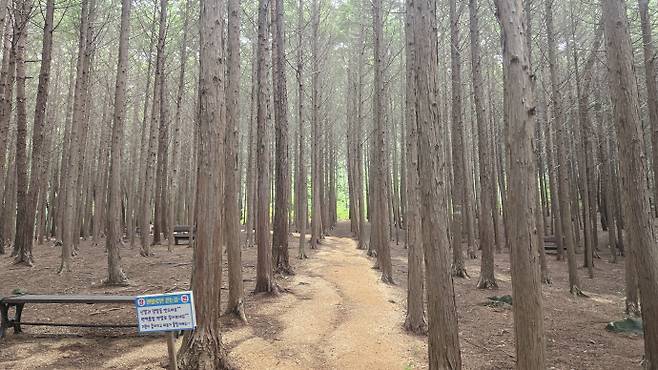 장흥 하늘빛수목원. /윤태민 기자 ytm@namdonews.com