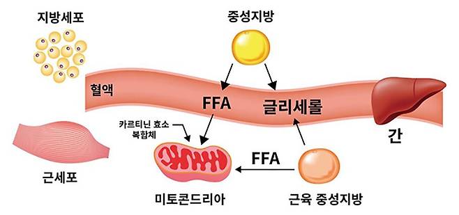 지방산 에너지 변환. 약사공론DB.