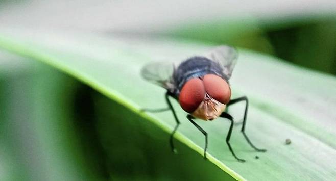 신세계 나사벌레 알을 낳는 기생 파리. 미 농무부 홈페이지