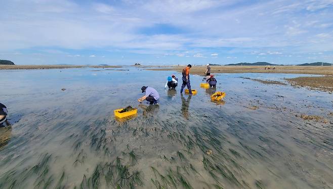 바다에 사는 종자식물인 잘피를 이식하고 있다. 인천시 제공