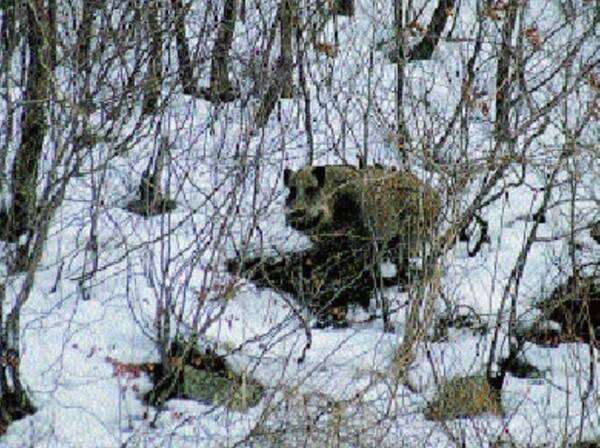 북한산 멧돼지.