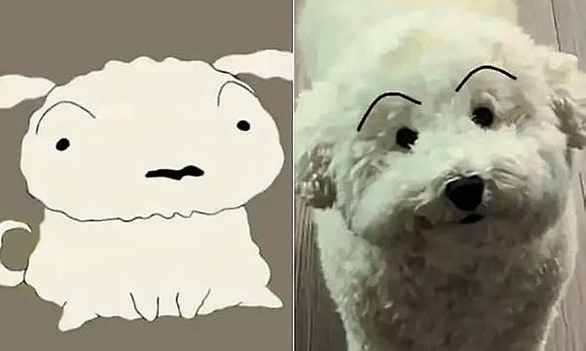 만화 속 흰둥이(왼쪽)와 SNS에서 화제가 된 ‘현실판 흰둥이’의 모습. 단순한 닮은꼴을 넘어 수백억원대 가치를 지닌 지식재산권으로 주목받고 있다.&nbsp;wechat 캡처