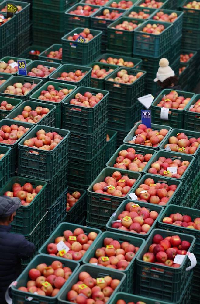사과 가득한 경매장. 사진은 기사 내용과 무관. 연합뉴스