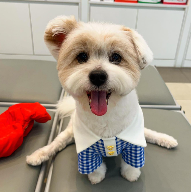 용감한 강아지, 호수입니다! 보호자 제공