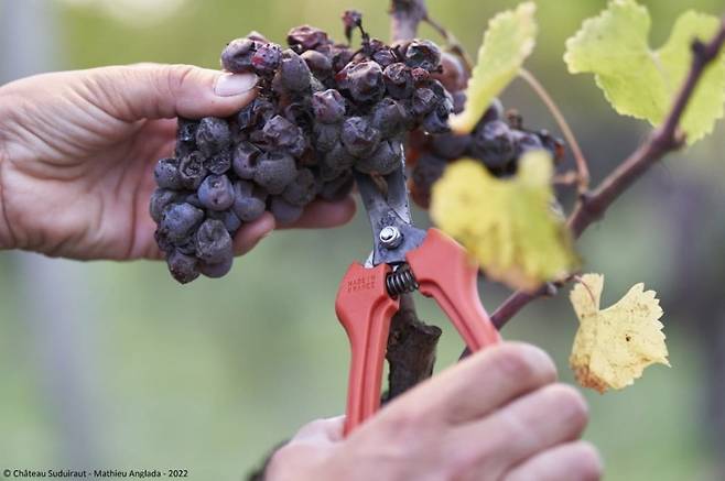 귀부병 걸린 포도 / 사진출처. © Château Suduiraut - Mathieu Anglada - 2022