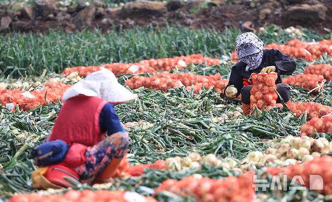 [서귀포=뉴시스] 우장호 기자 = 사진은 지난해 3월26일 오전 제주 서귀포시 대정읍 신도리 일원에서 농민들이 올해 첫 조생양파를 수확하고 있는 모습.  2025.03.26. woo1223@newsis.com