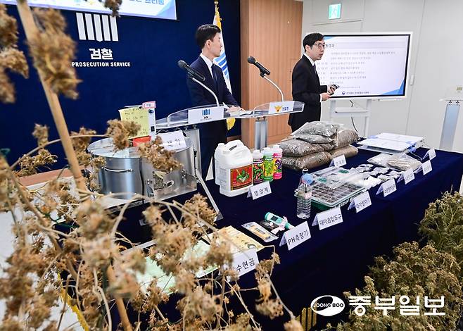 마약범죄 정부합동수사본부가 상가, 빌라 등 주거밀집지역에 전문 대마 재배시설을 갖추고 대량의 대마를 재배해 유통한 일당을 적발해 재판에 넘긴 가운데 신준호 합수본 제1부본부장이 12일 오전 수원시 영통구 수원지방검찰청에서 기자회견을 열고 대마재배 사범 4명을 구속기소했다고 밝히고 있다. 임채운기자