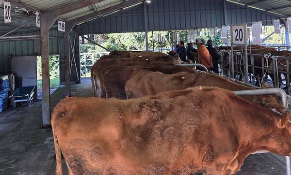 설 연휴에 앞서 지난 11일 조기 개장한 서귀포시축협 가축시장. (사진=농협 제주본부)