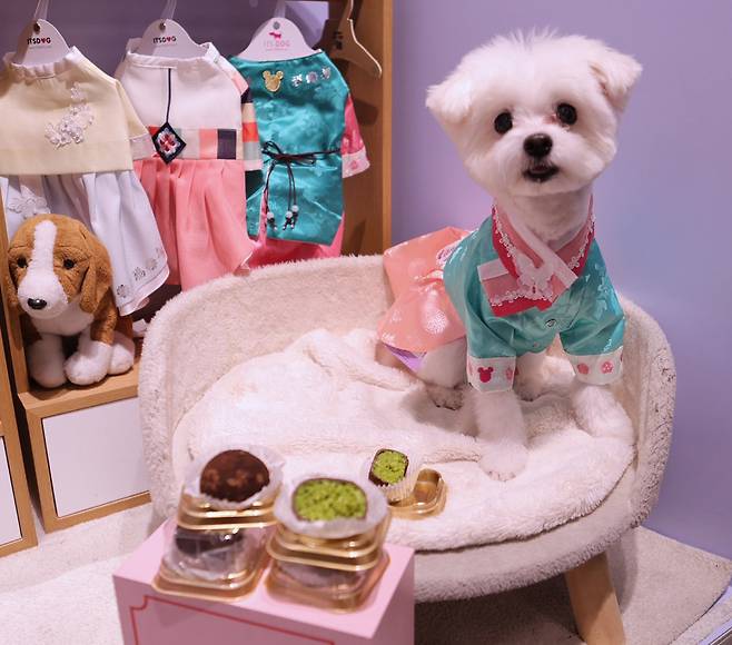 설 명절을 앞두고 이마트 반려동물 전문 브랜드 몰리스가 선보인 반려견 한복과 최근 유행 중인 디저트인 두바이쫀득쿠키를 반려견용으로 재해석한 ‘멍쫀쿠’. 이마트 제공