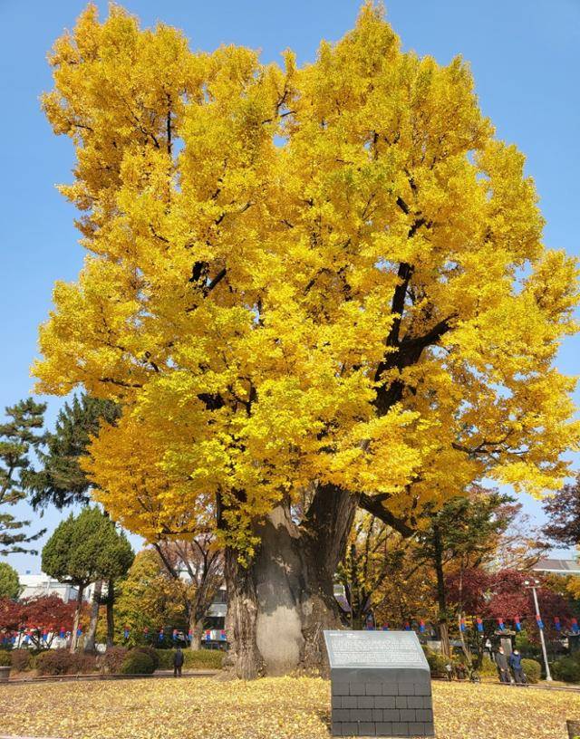 12일 천연기념물로 지정된 청주 압각수. 수령 900년의 노거수로, 고려말 억울하게 옥살이를 하던 이색 등이 홍수 때 이 나무에 올라 목숨을 건졌다는 일화가 전해내려온다. 청주시 제공