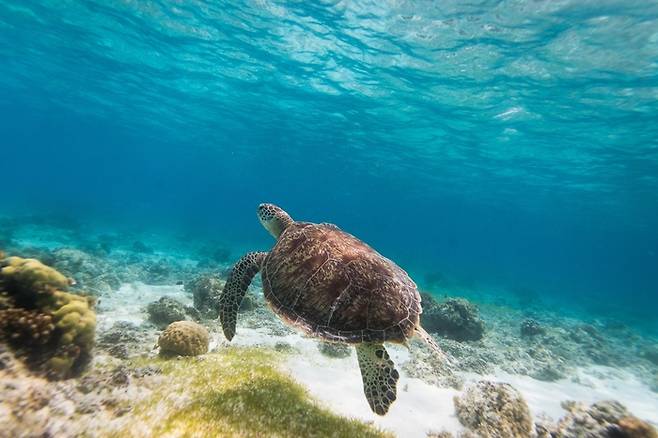 사진= 필리핀 관광부