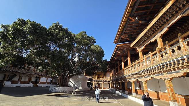 푸나카 종의 보리수