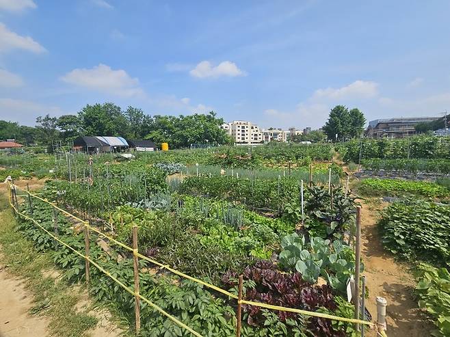 행복가꿈 주말농장_월암농장 사진제공 의왕시