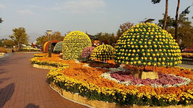 국화축제.