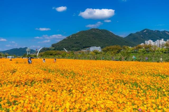 사계절 ‘야생화단지’.