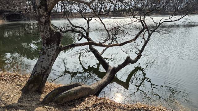 근엄한 선비의 풍채를 닮은 위양지의 팽나무.