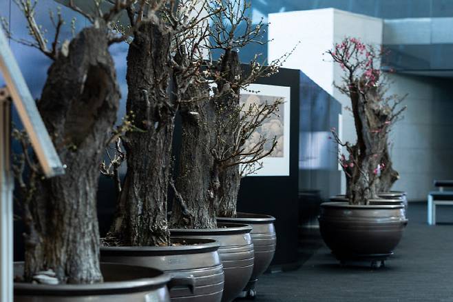 국립중앙박물관 '입춘매향' 전시 (사진=박물관)